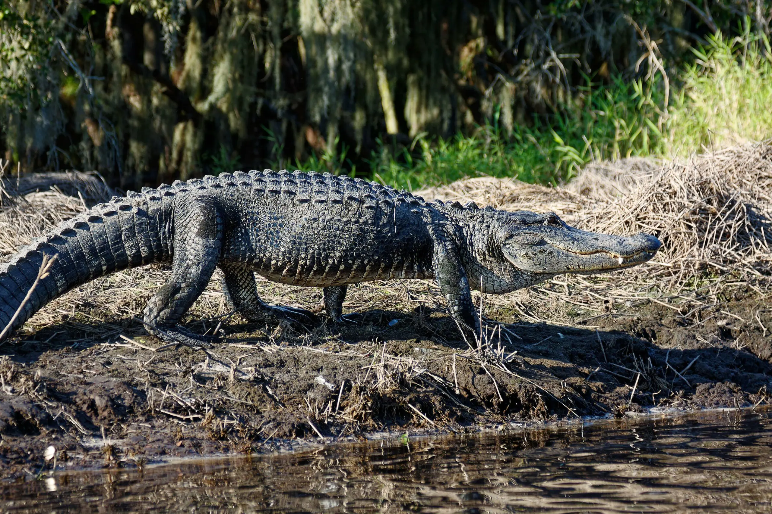 wp-image-1263159070 size-full