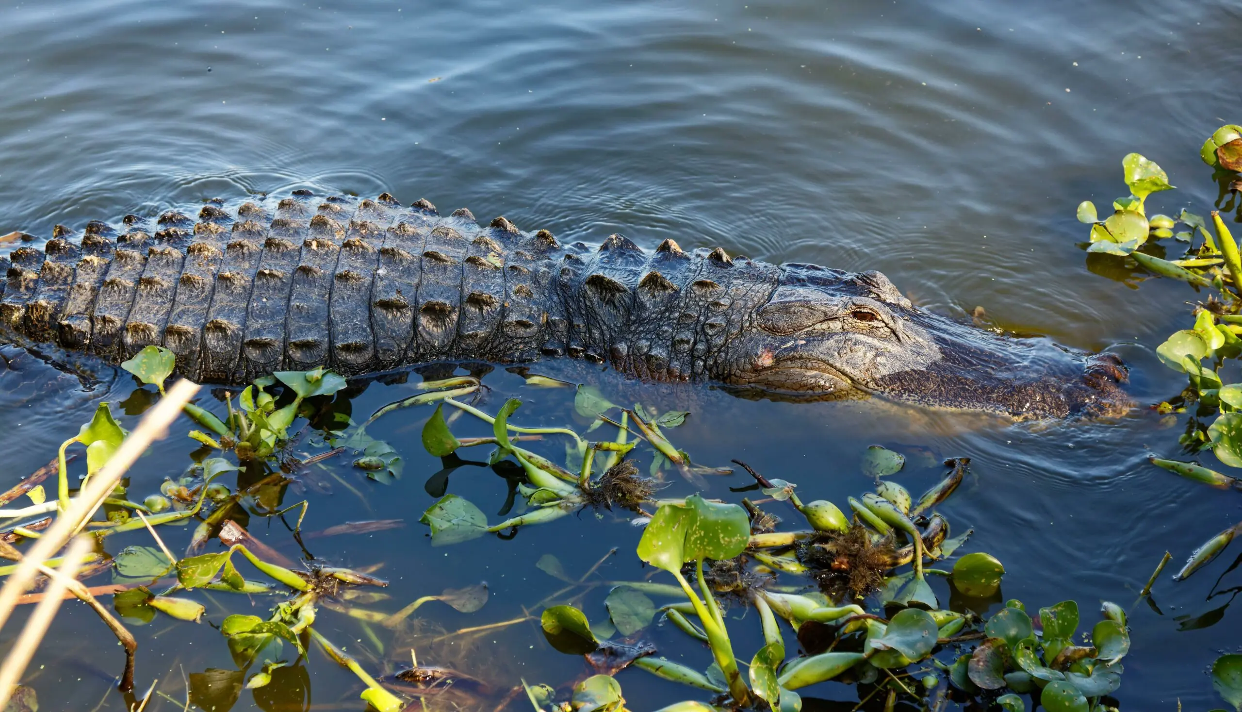 wp-image-1263158929 size-full