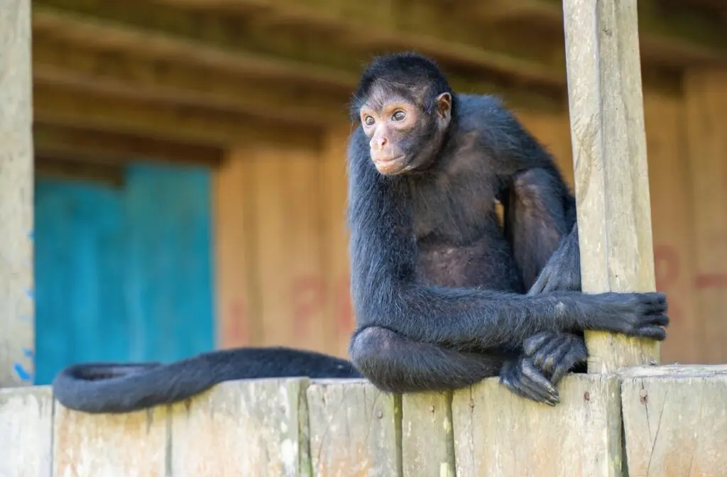 size-large wp-image-1263158944