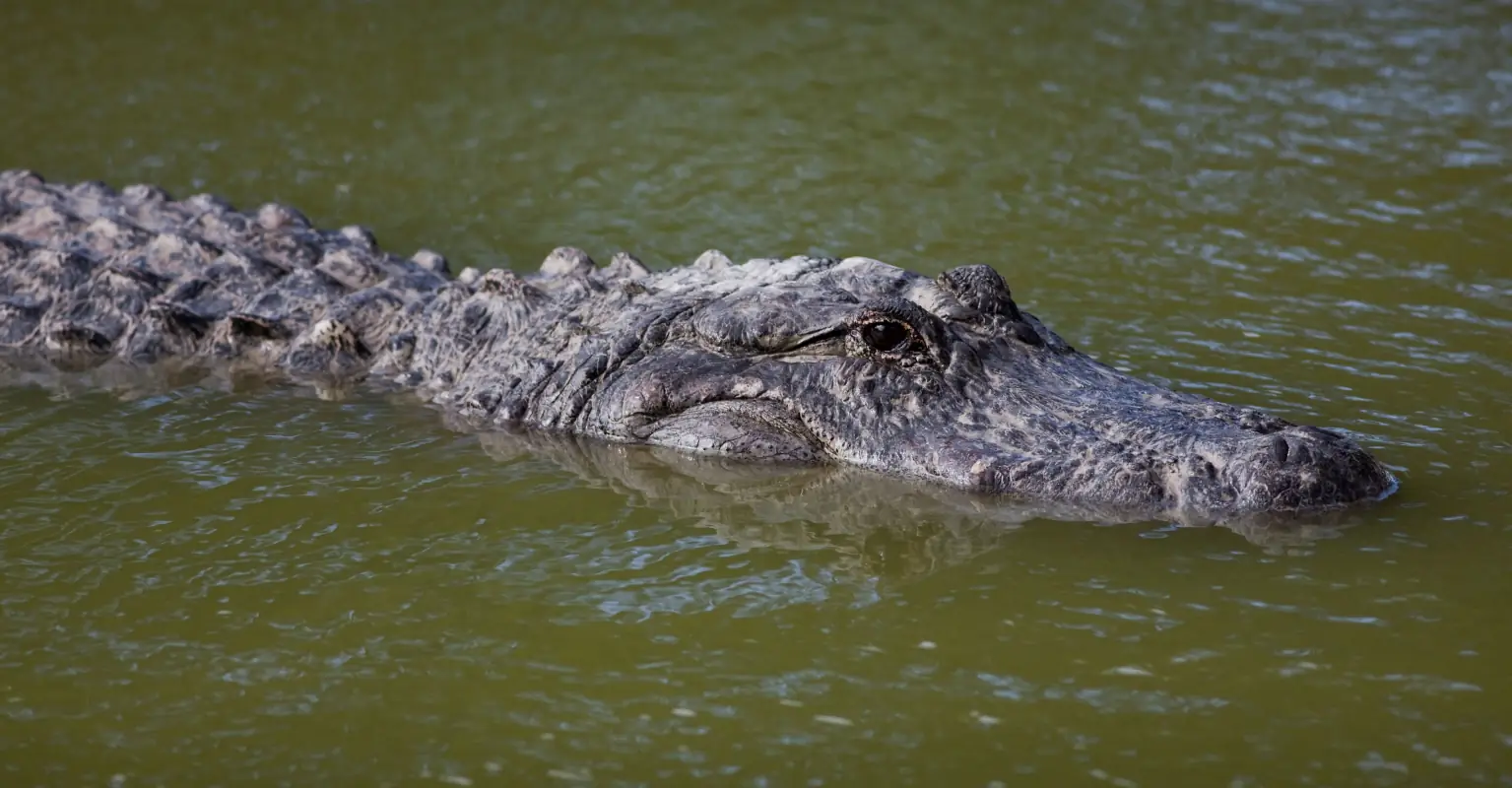 Drone captures moment Florida man is attacked by 'huge' alligator