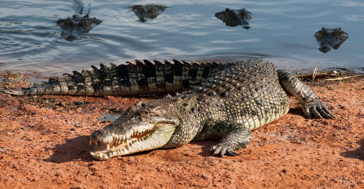 Man fights off huge crocodile with a frying pan