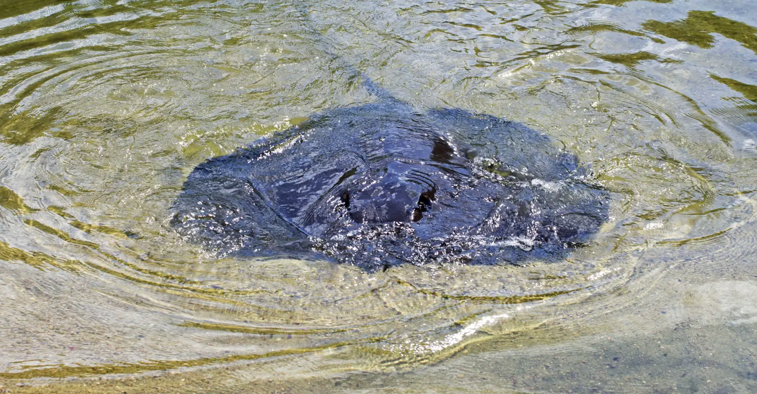 661-pound stingray believed to be the largest freshwater fish ever caught