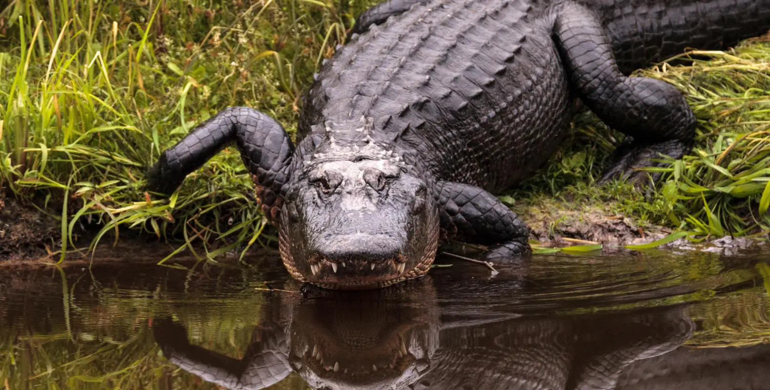 Florida man grabbed 9-foot alligator in an attempt to save beloved family dog