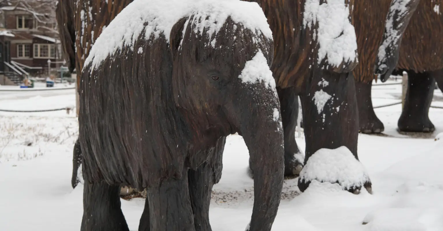 30,000-year-old baby woolly mammoth discovered with hair and trunk intact