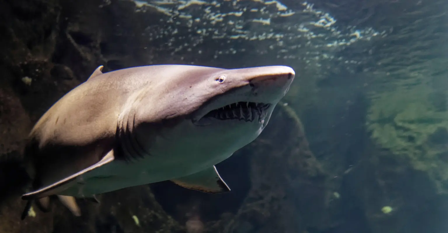 wp-image-1263160448 size-full