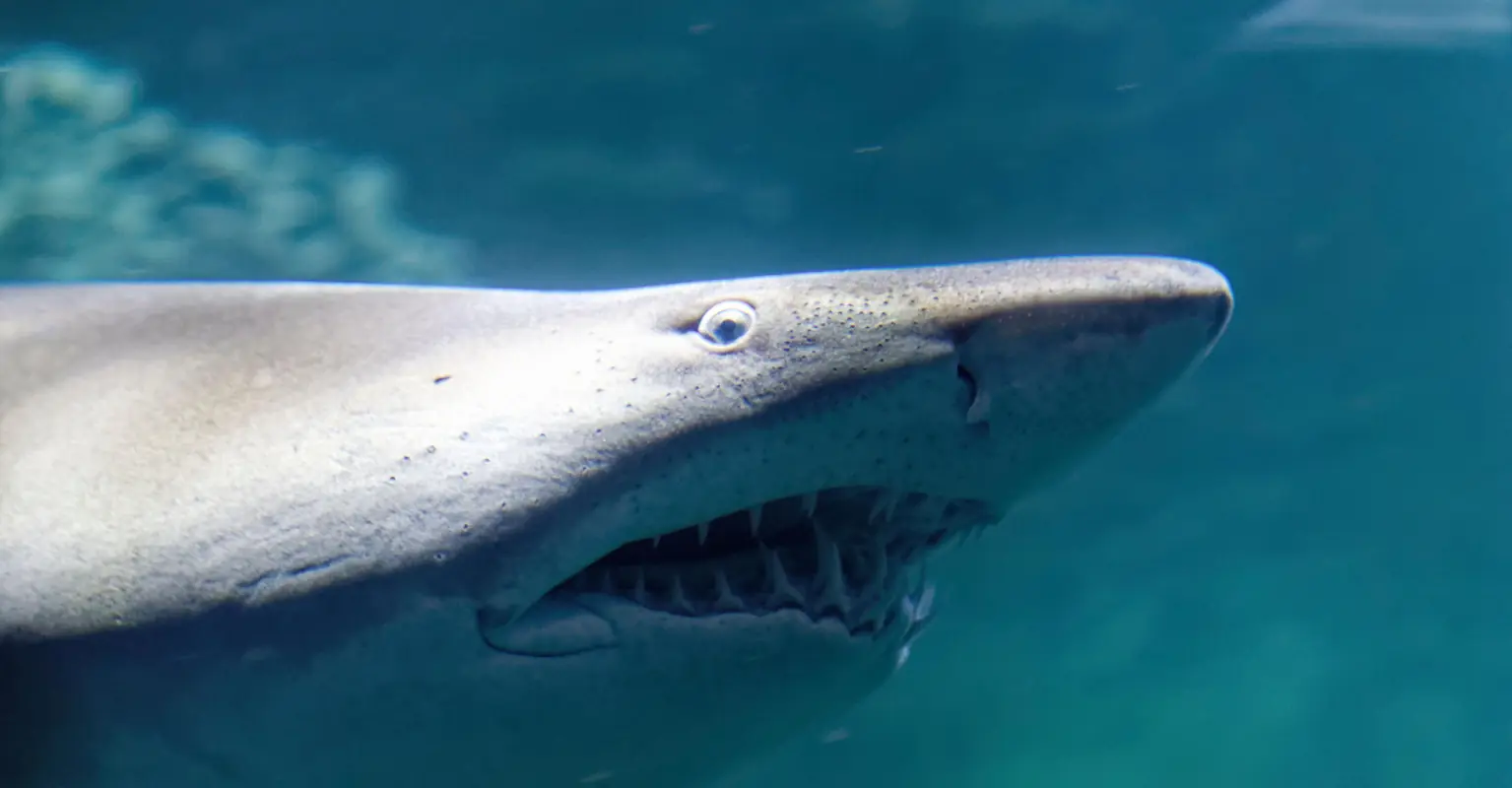 wp-image-1263160482 size-full