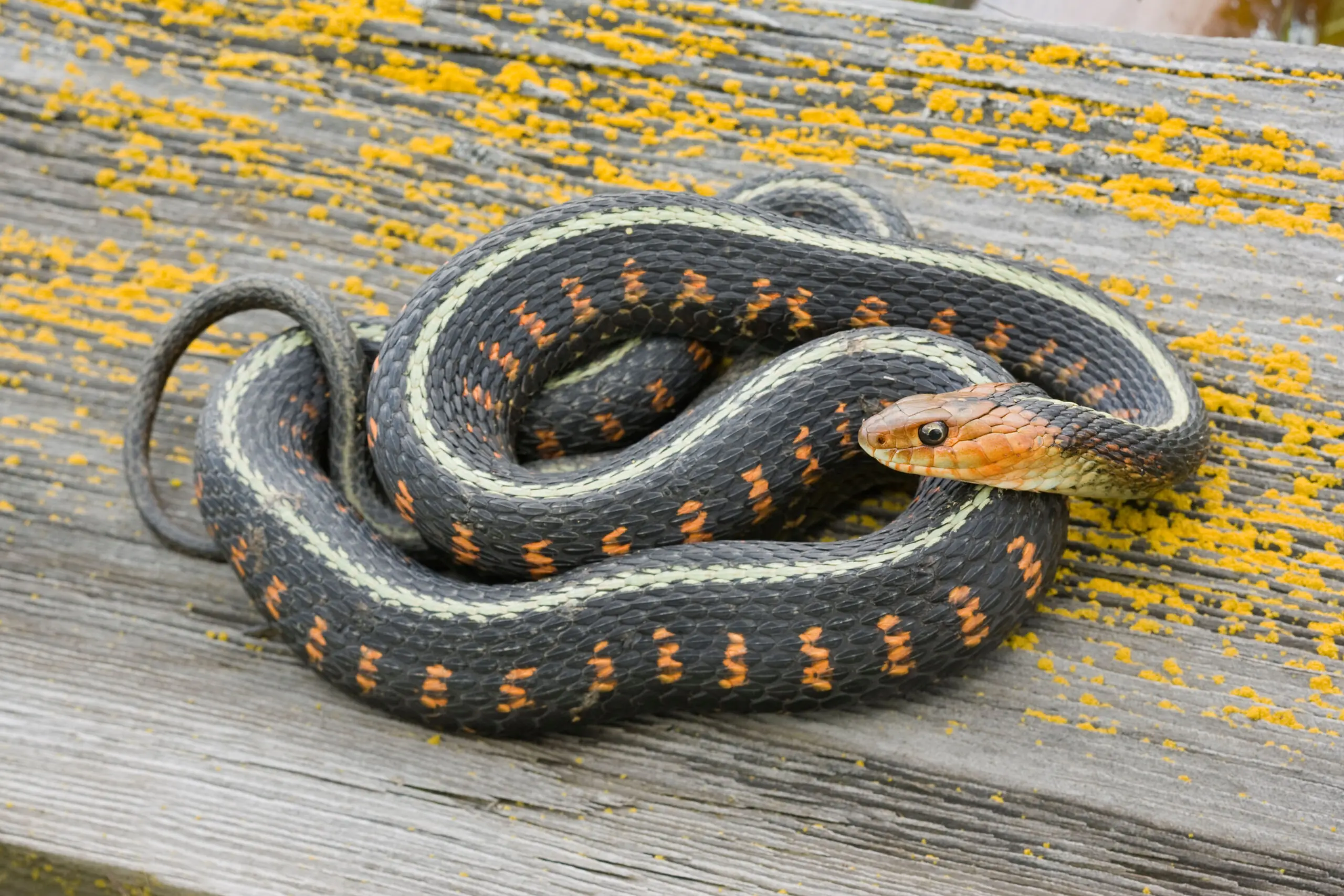 wp-image-1263165447 size-full