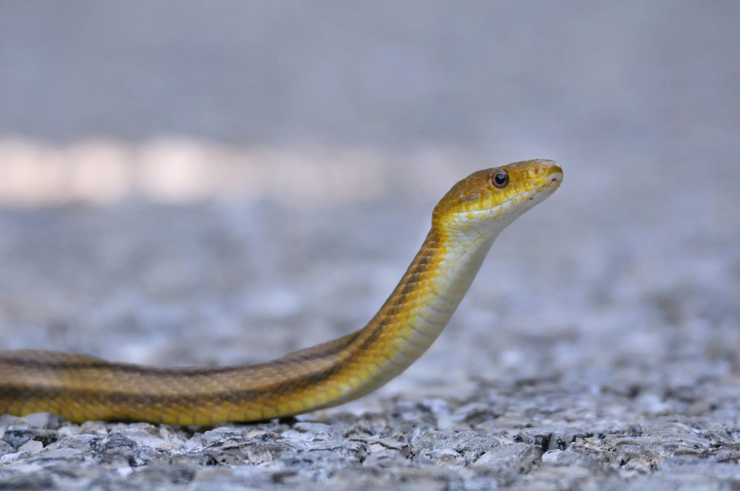 wp-image-1263165449 size-full