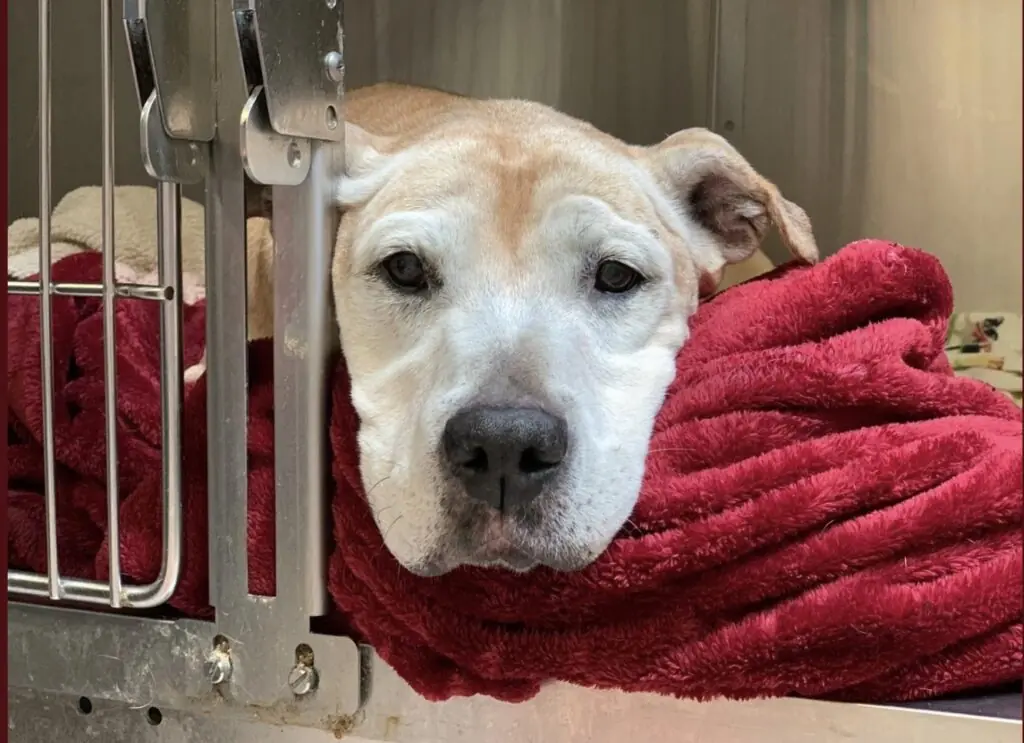 size-large wp-image-1263166192