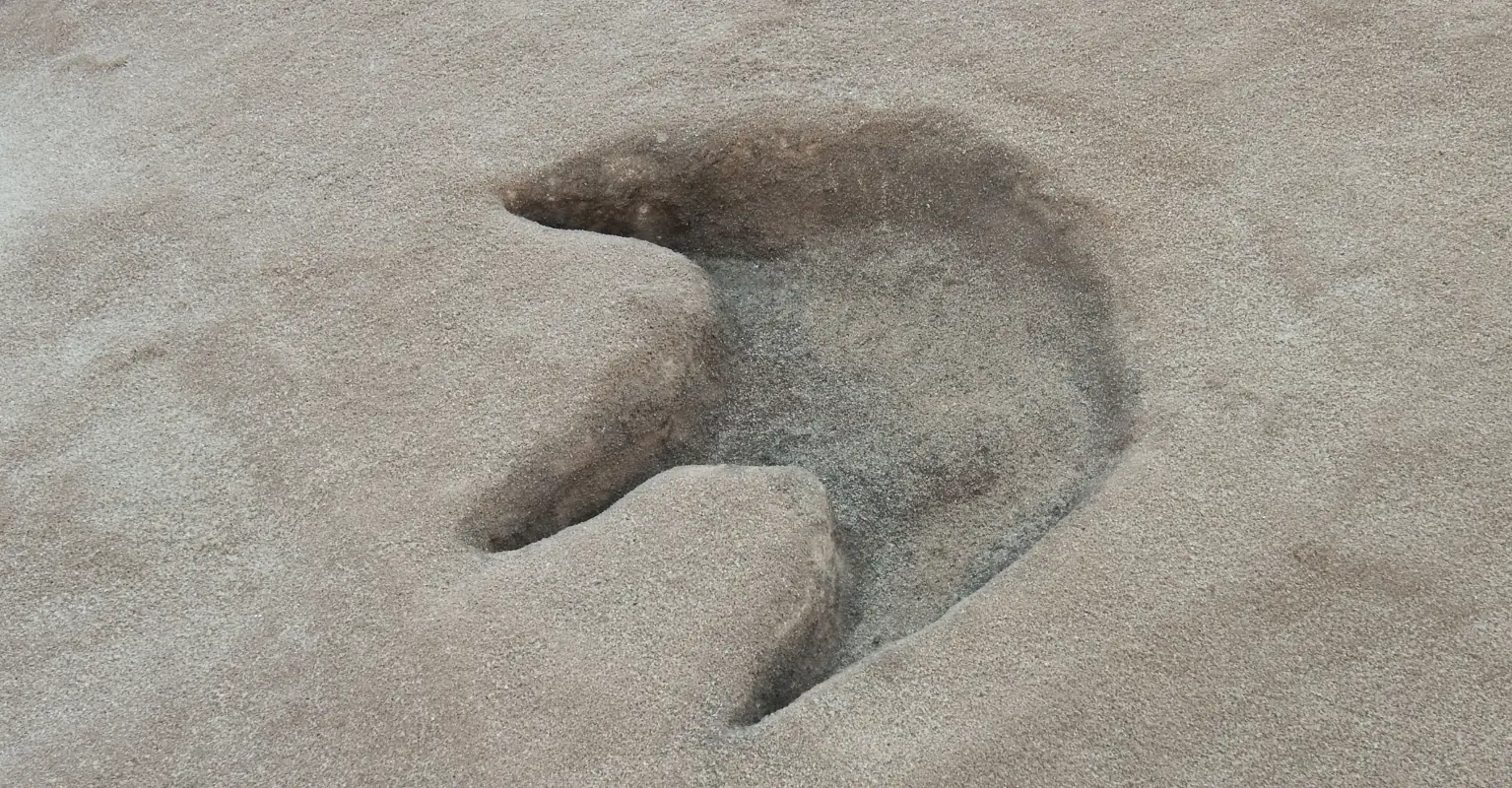 113 million-year-old dinosaur footprints uncovered in Texas thanks to drought