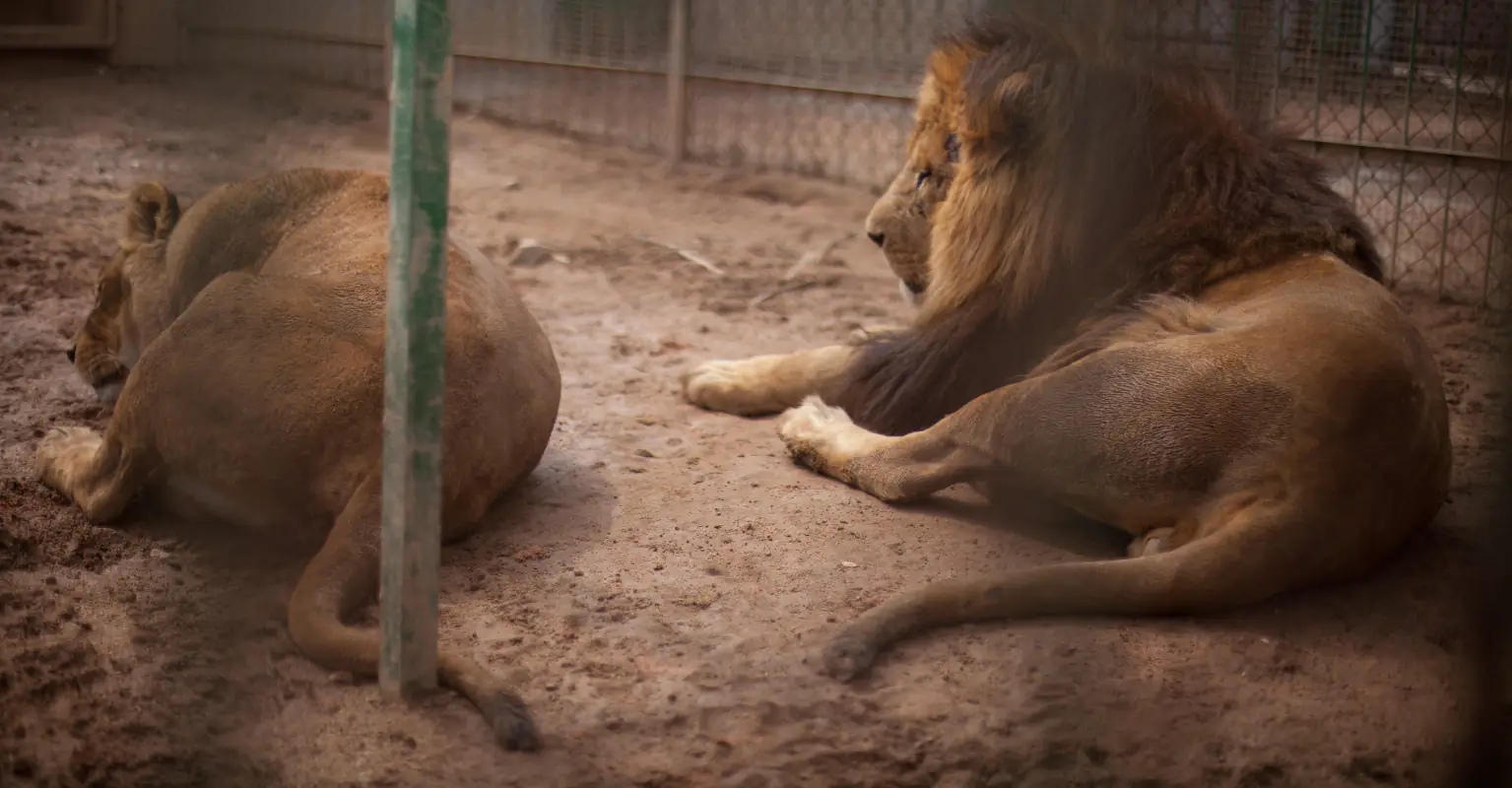 Man mauled to death after breaking into lion enclosure