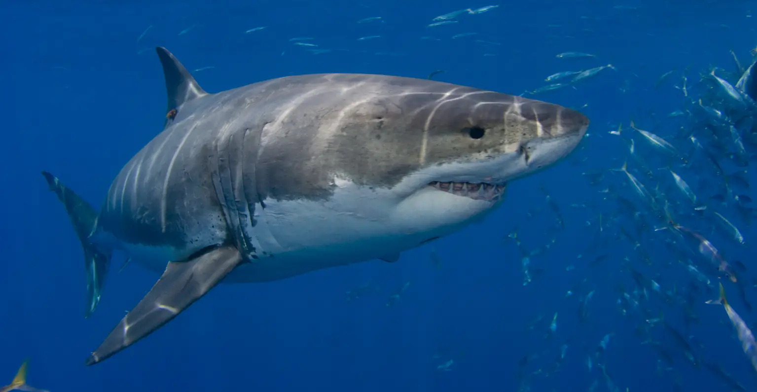 Influencer is investigated by police after cooking and eating great white shark in a video