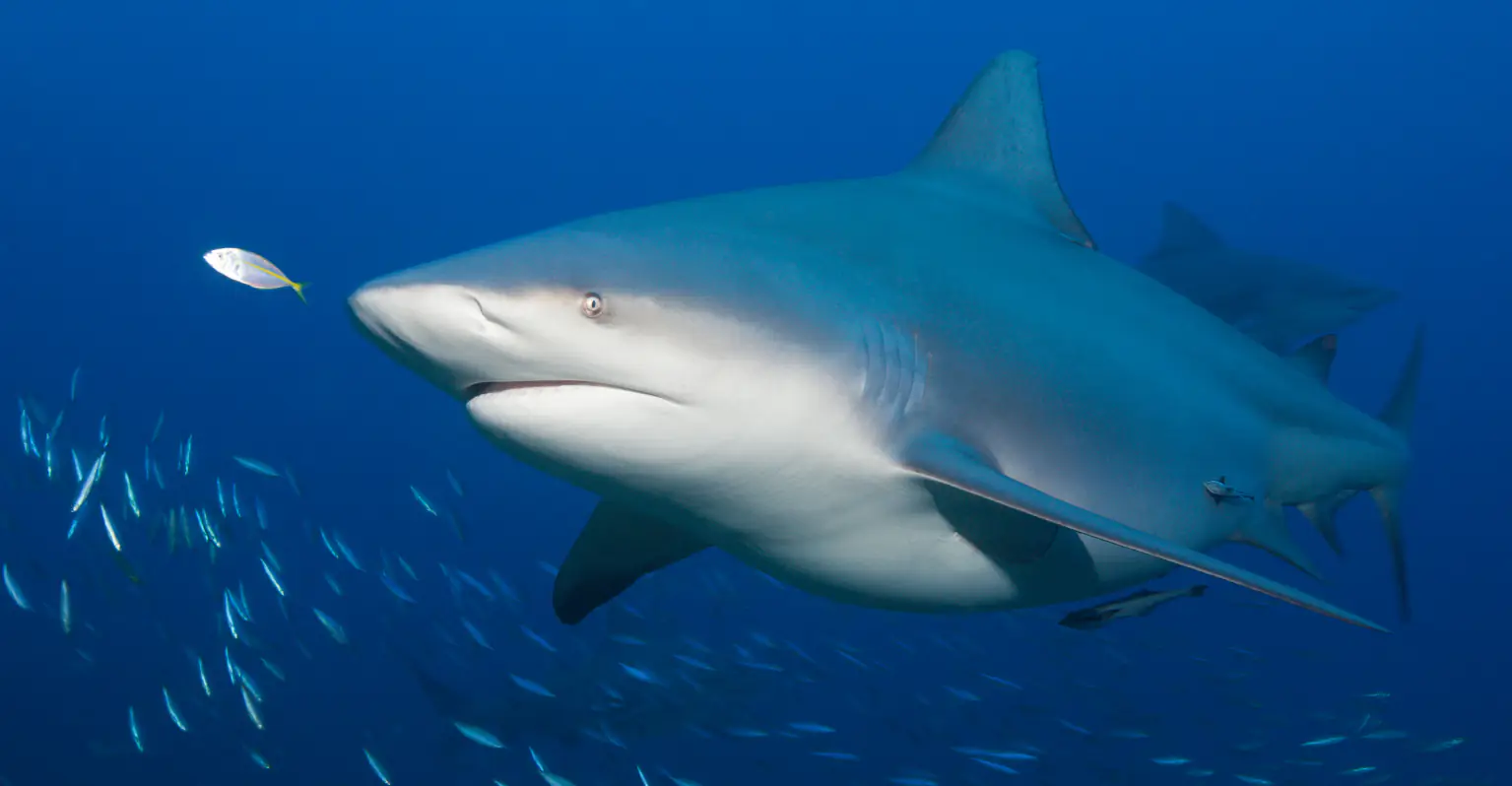 Pennsylvania woman dies after being attacked by shark in front of family