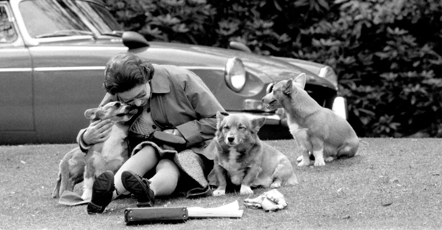 Royal expert reveals what will happen to Queen Elizabeth II's corgis following her death