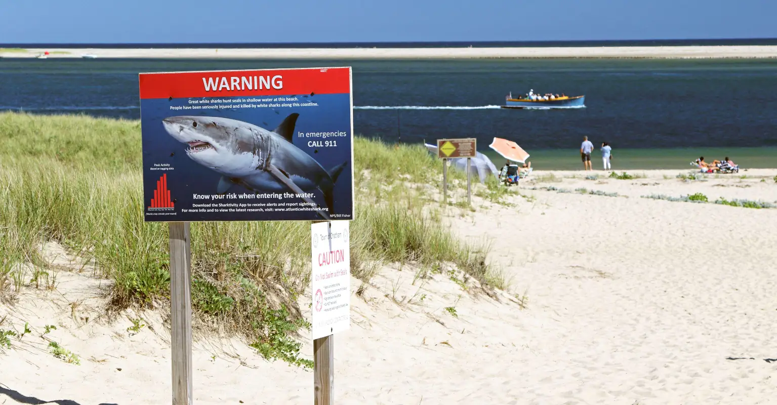 Restaurant owner killed by great white shark in front of husband and daughter
