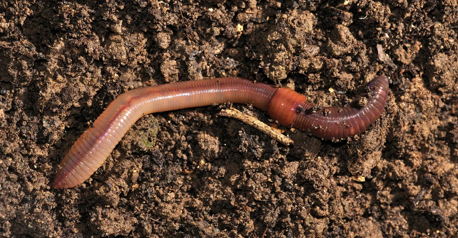 wp-image-1263168039 size-full