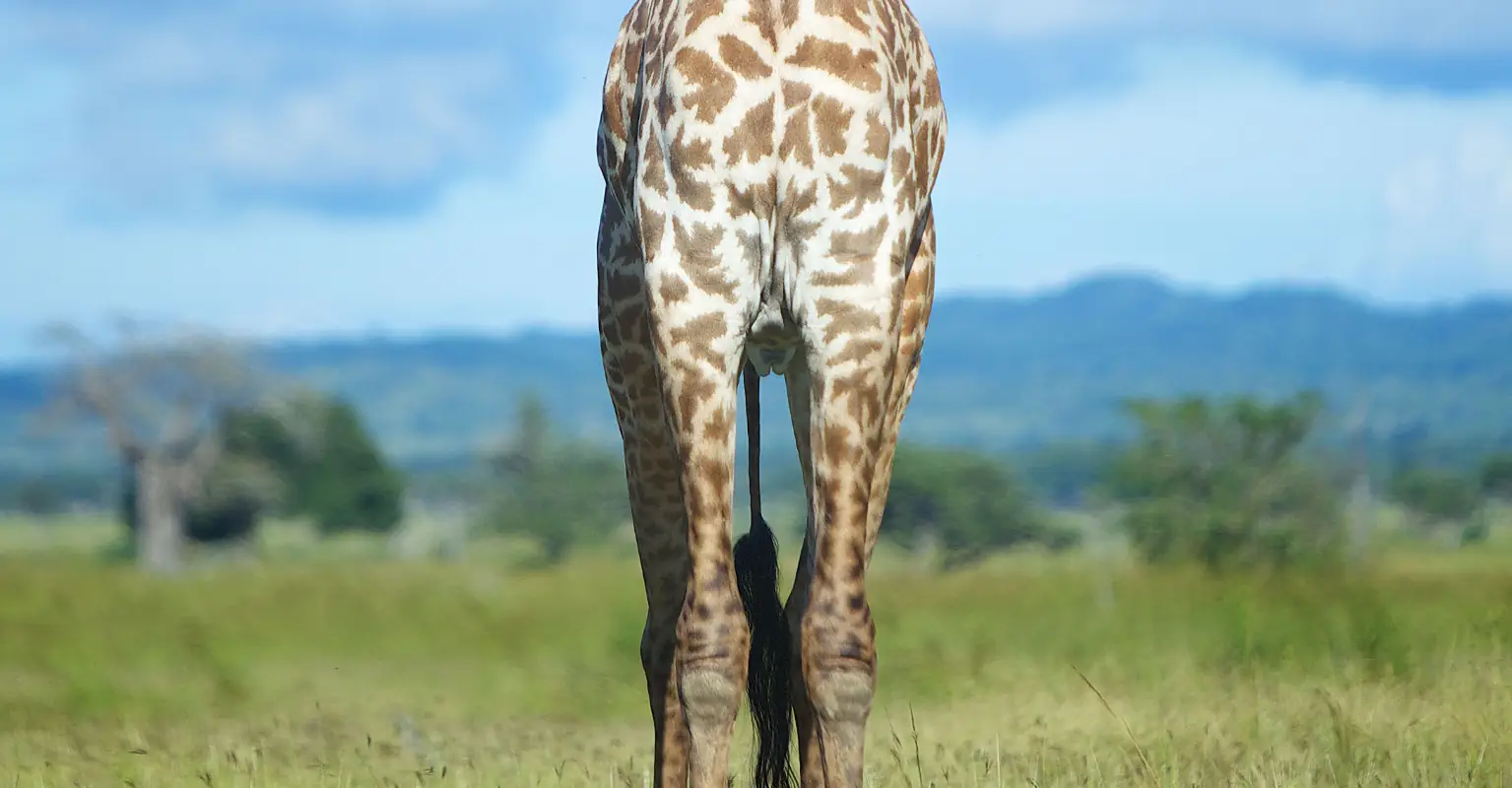 Zoo sparks conversation after feeding one of its giraffes to its lions