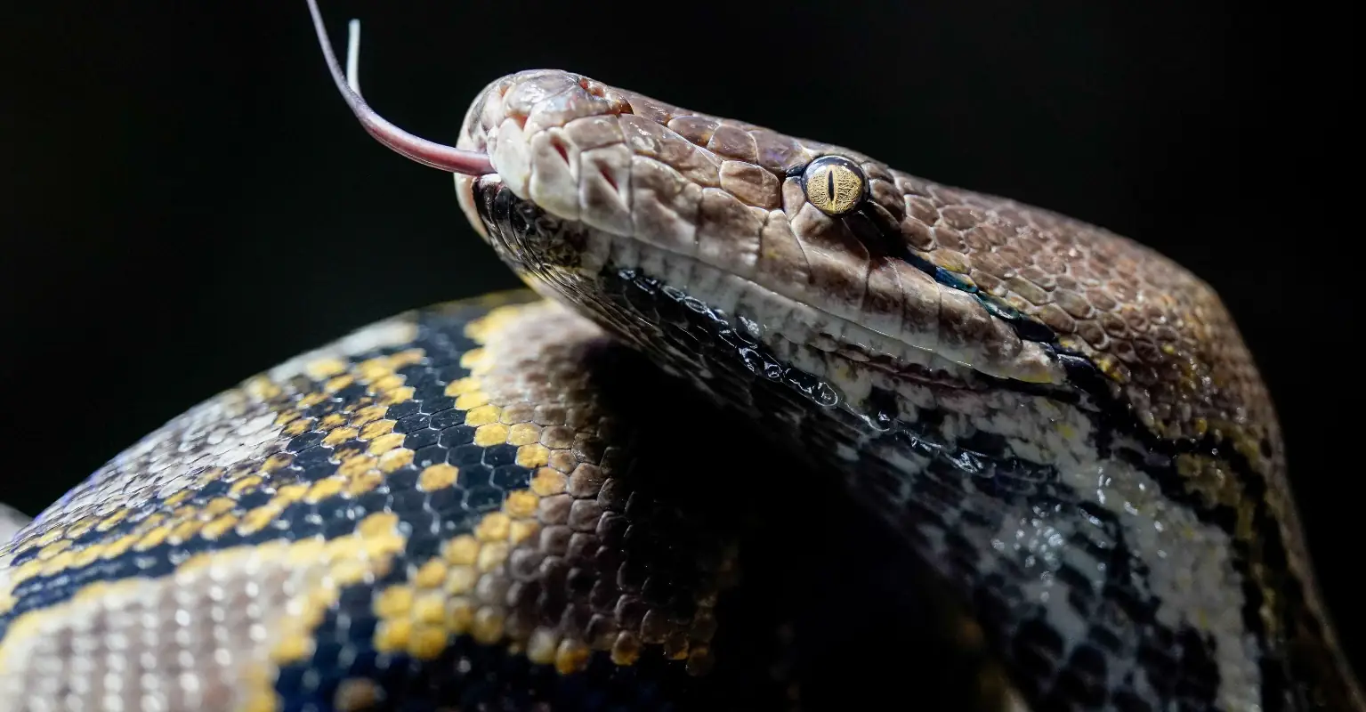 Body of missing woman found intact inside 22-foot python, police say