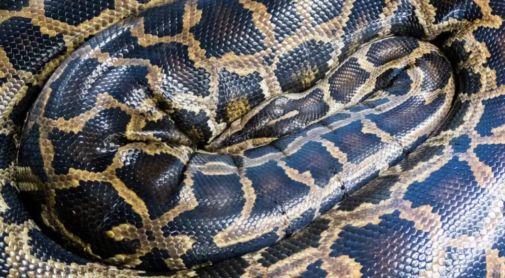 size-large wp-image-1263175059