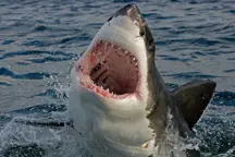 wp-image-1263172489 size-full