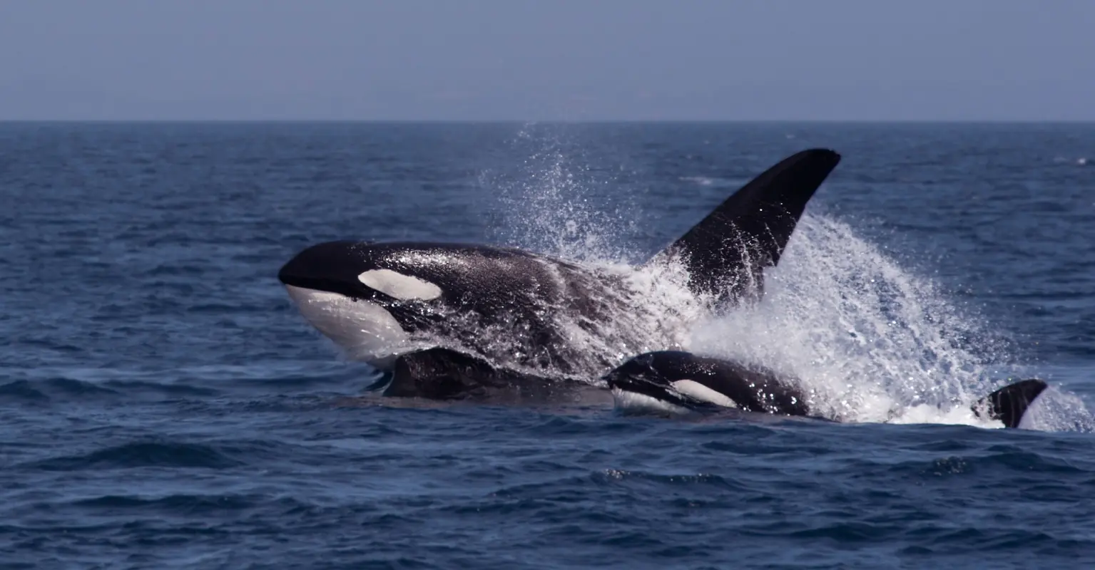 Spectacular footage shows orcas hunting great white shark and eating its liver