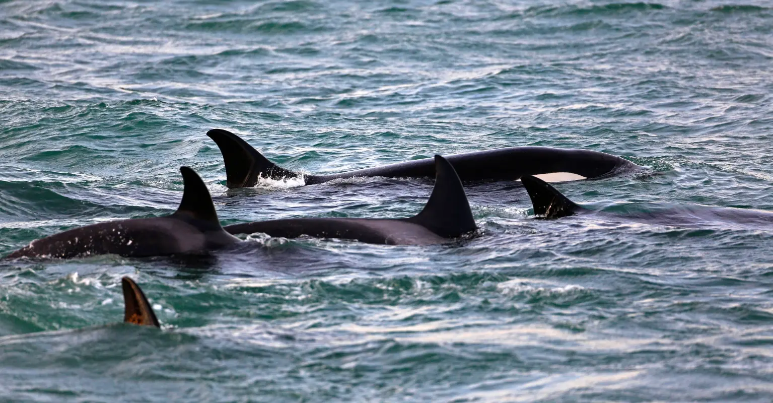 wp-image-1263172488 size-full