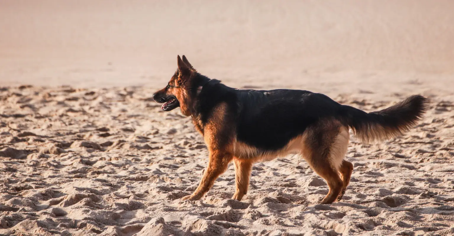 Family's German shepherd saves boy, 6, from potential dog attack
