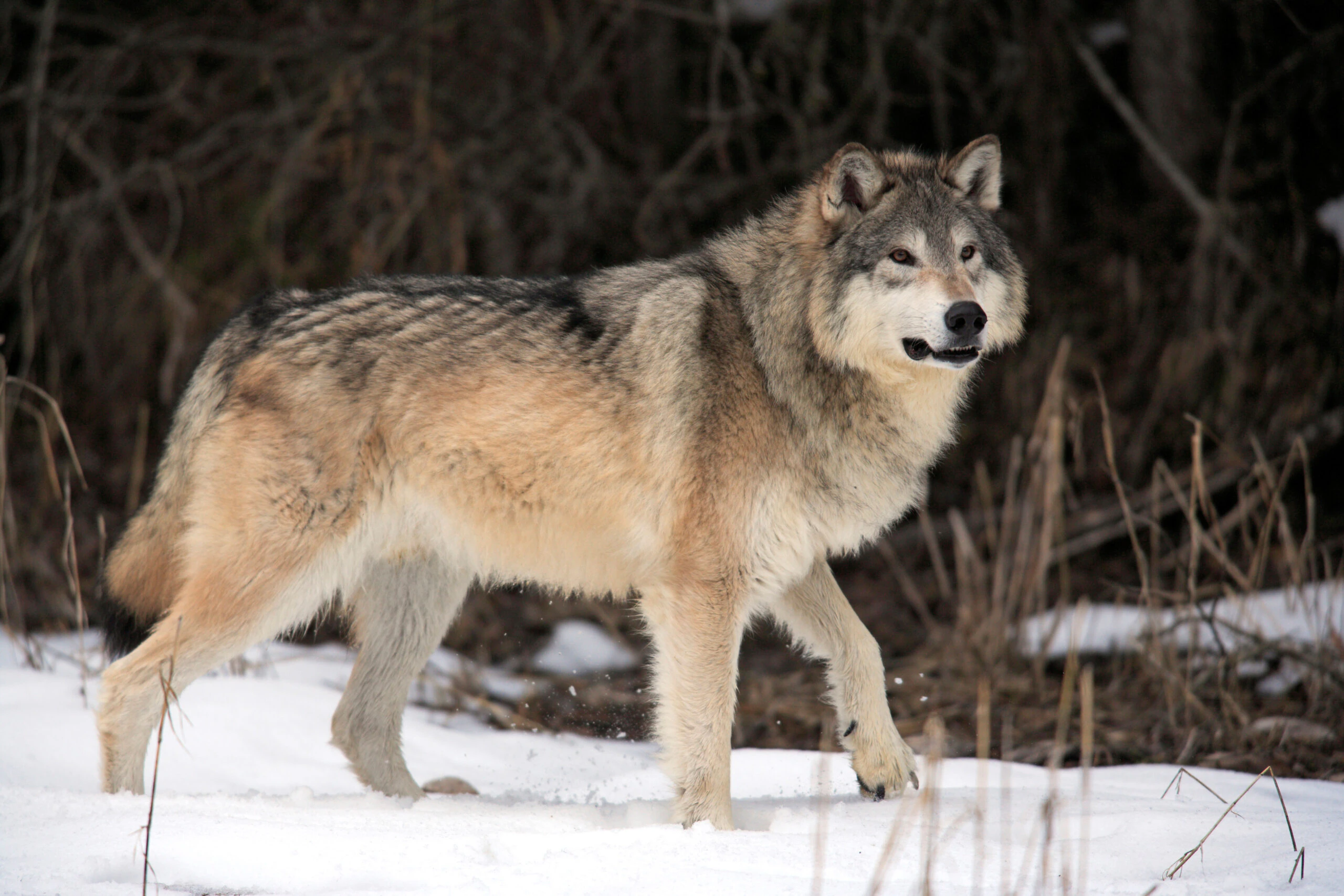 wp-image-1263175488 size-full