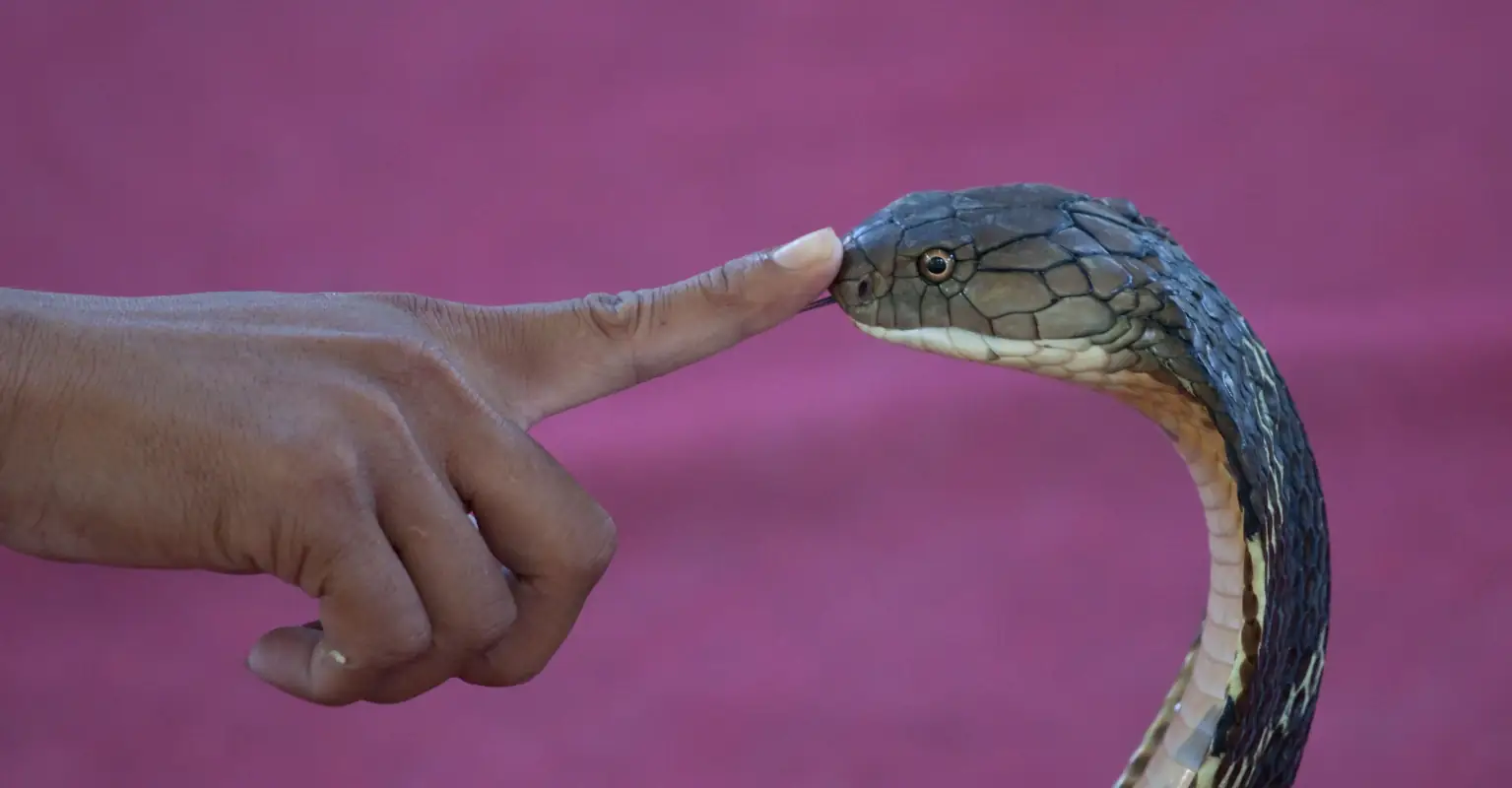 Cobra dies after being bitten by 8-year-old boy
