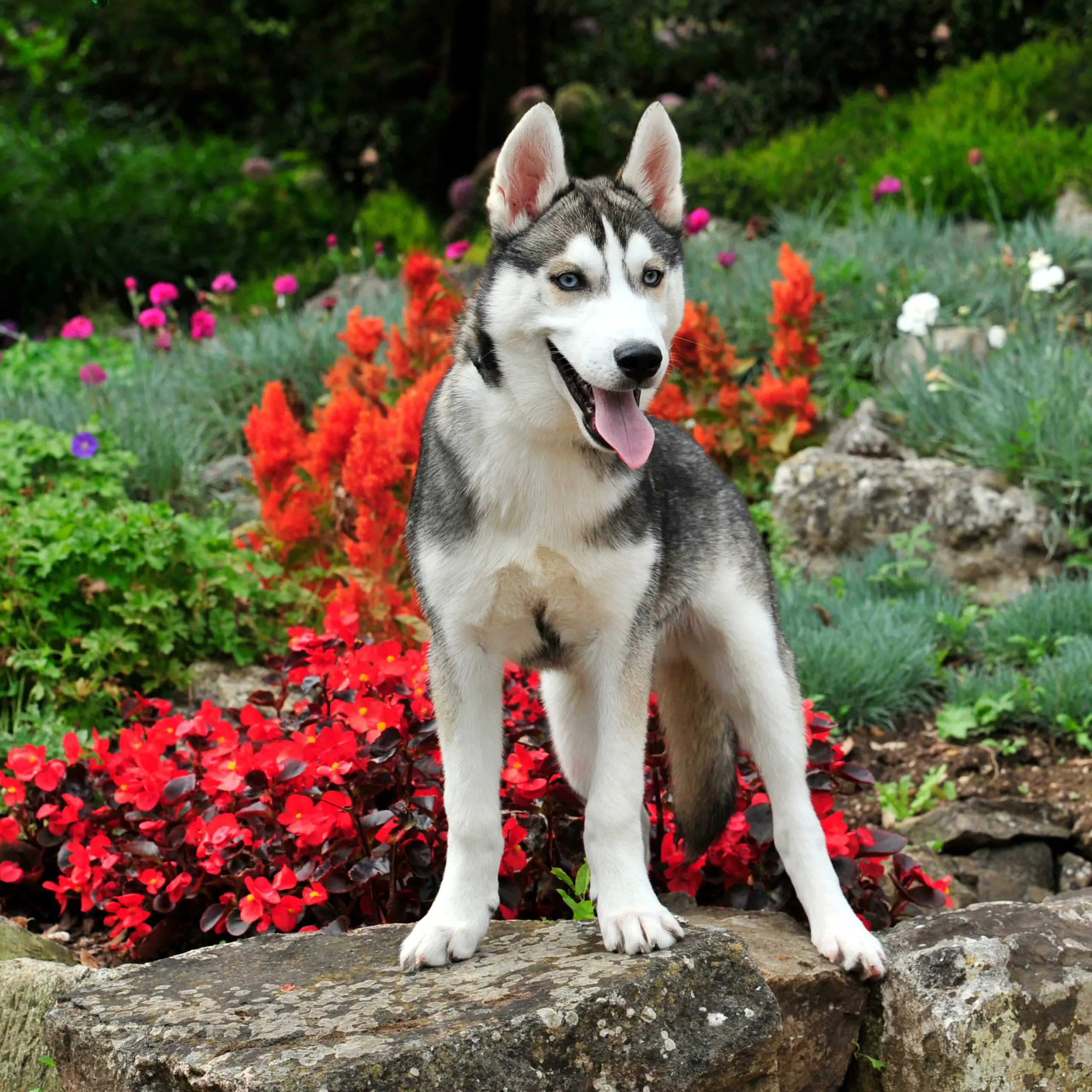 wp-image-1263175486 size-full