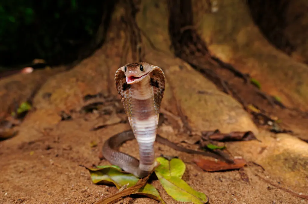 size-large wp-image-1263176239