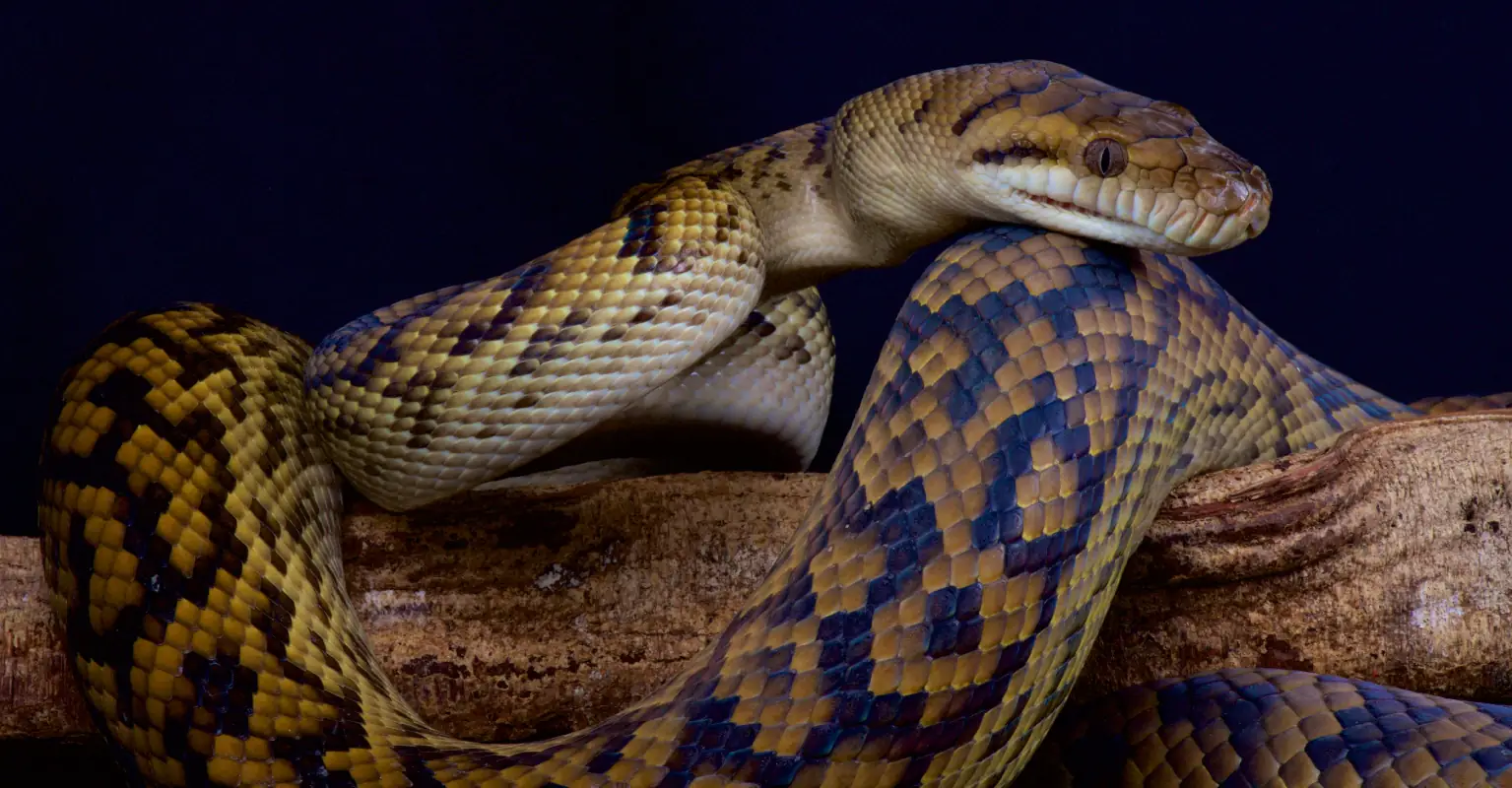 Boy, 5, rescued by grandpa after being bitten, constricted and dragged into pool by python