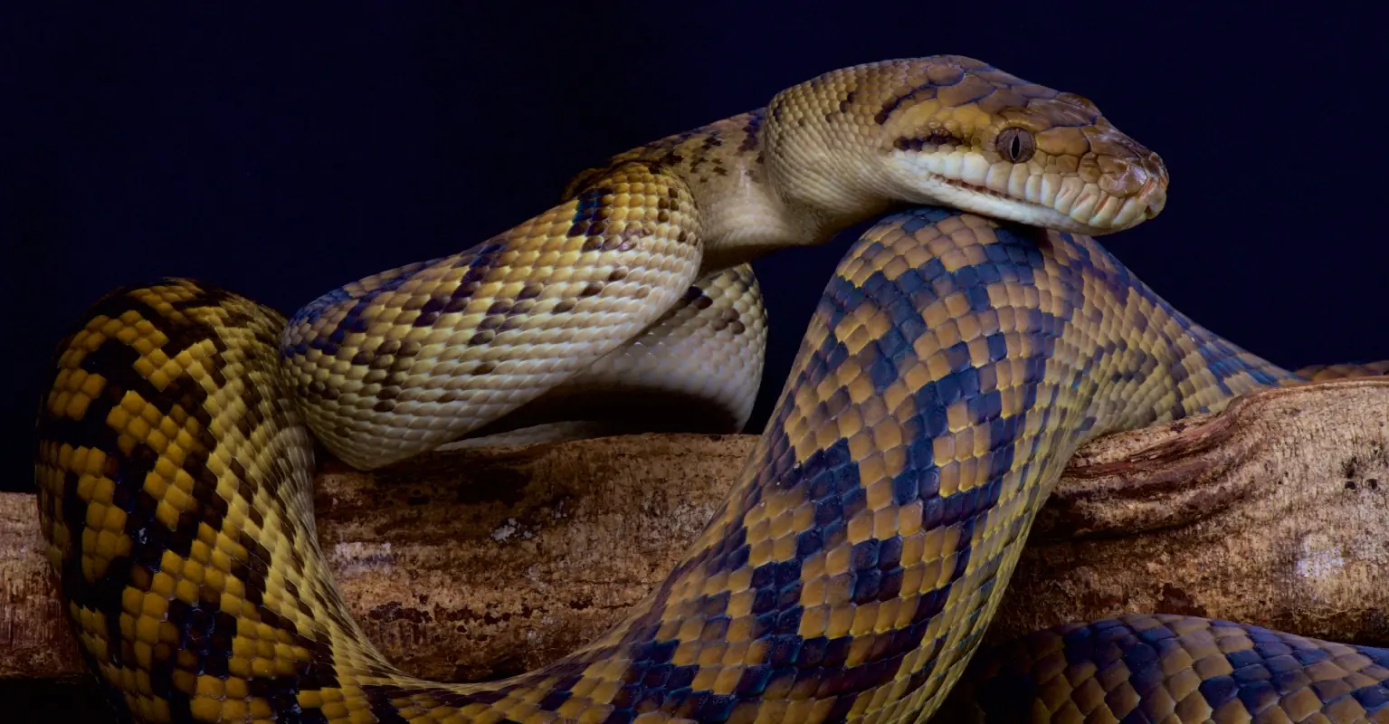 Boy, 5, rescued by grandpa after being bitten, constricted and dragged into pool by python