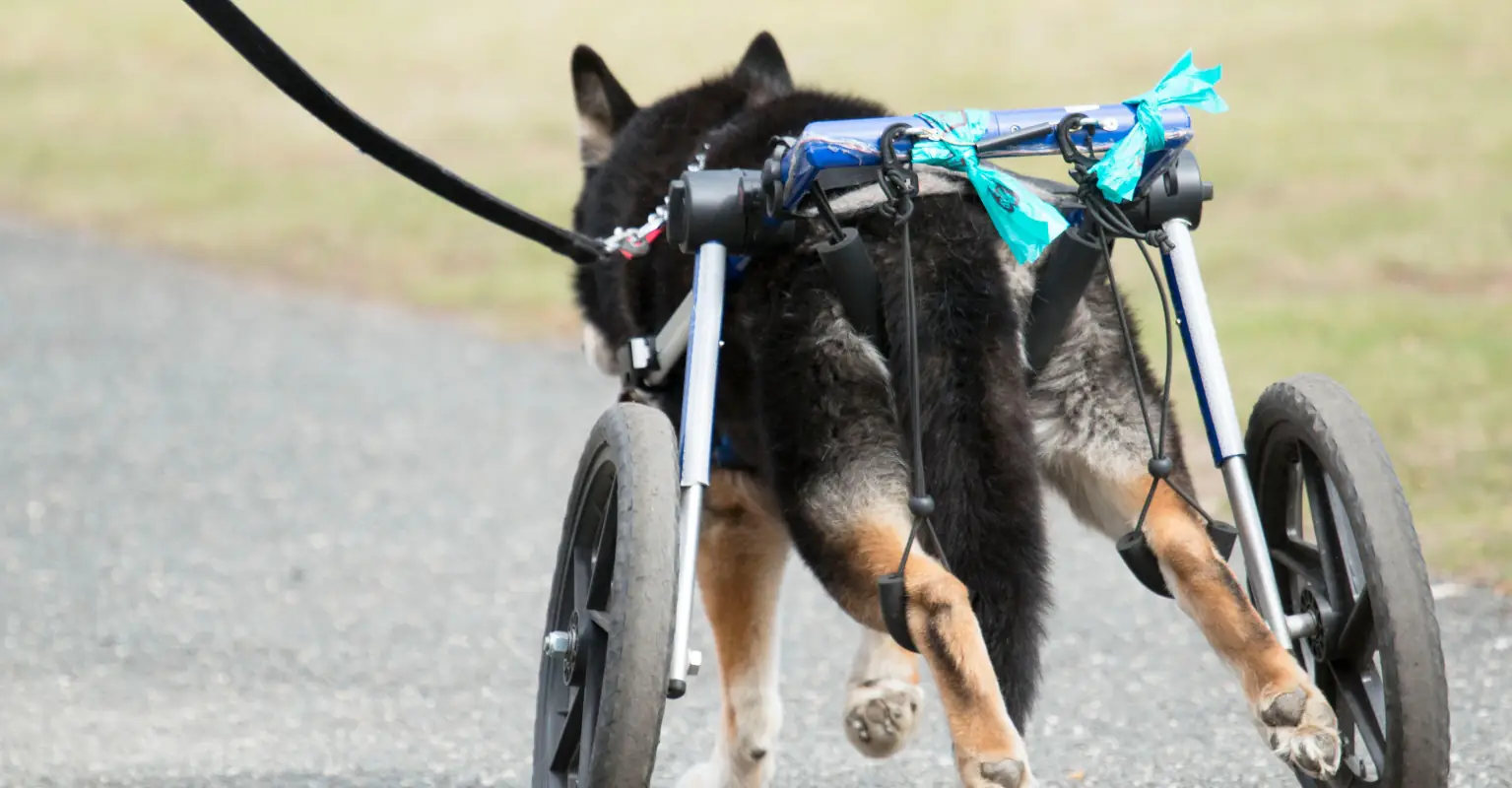 Fifth grader builds wheelchair for his teacher's dog