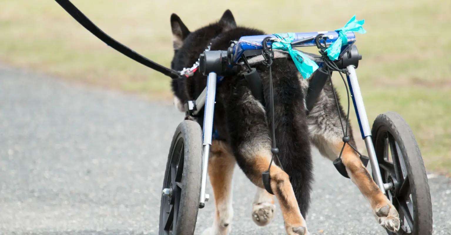 Fifth grader builds wheelchair for his teacher's dog