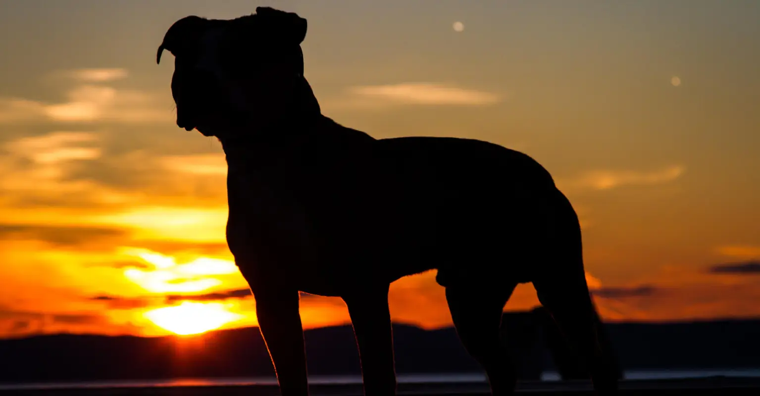 Dog with cancer gets taken to do all her favorite things one final time before she passes