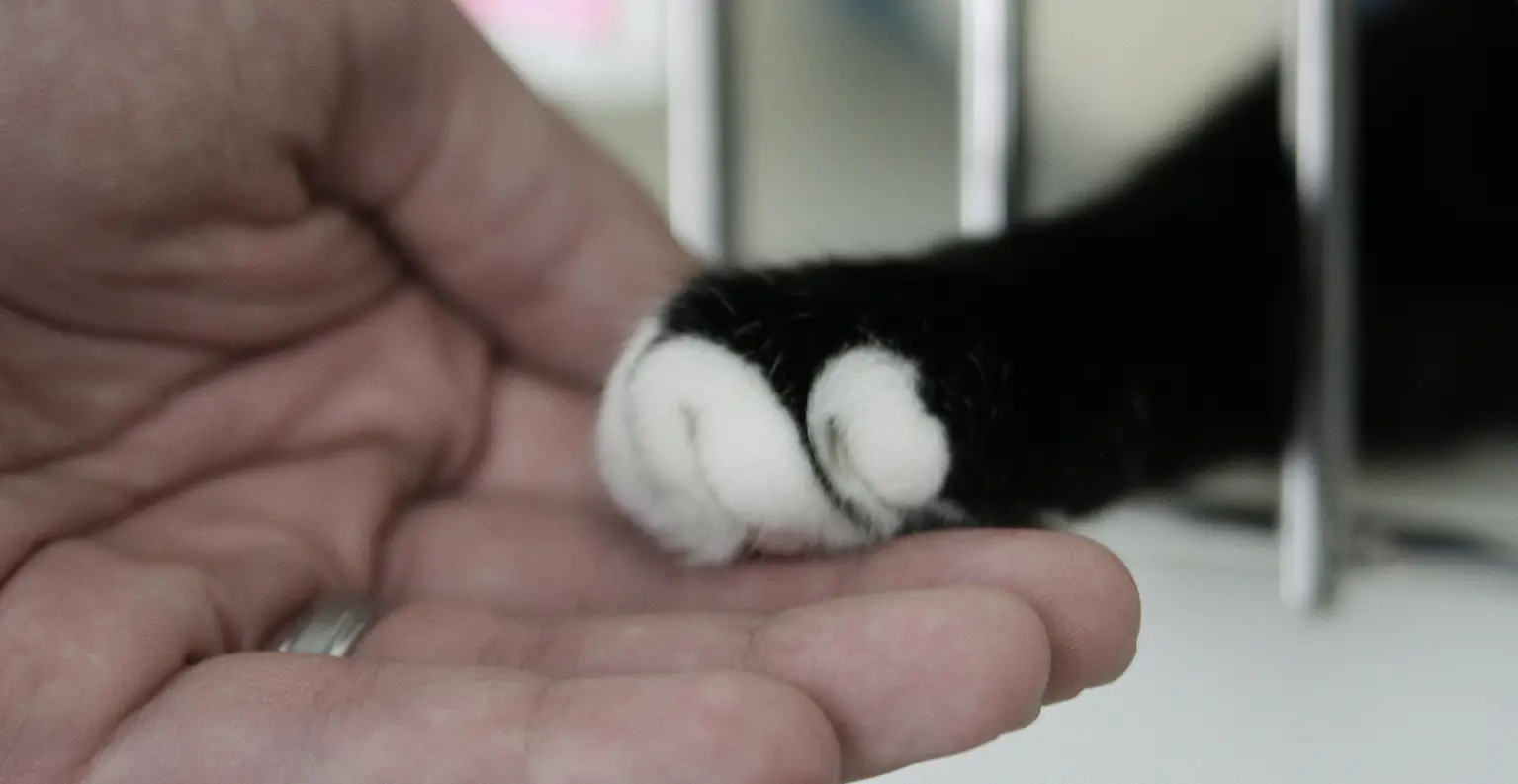 Kitten found to be neither male nor female in veterinary first