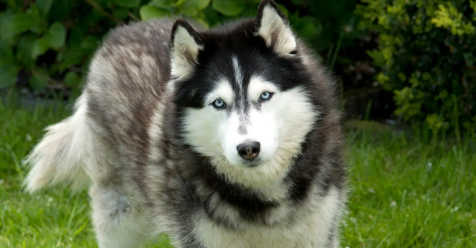 Hunter who killed husky she thought was a baby wolf cited with animal cruelty, per sheriff's office