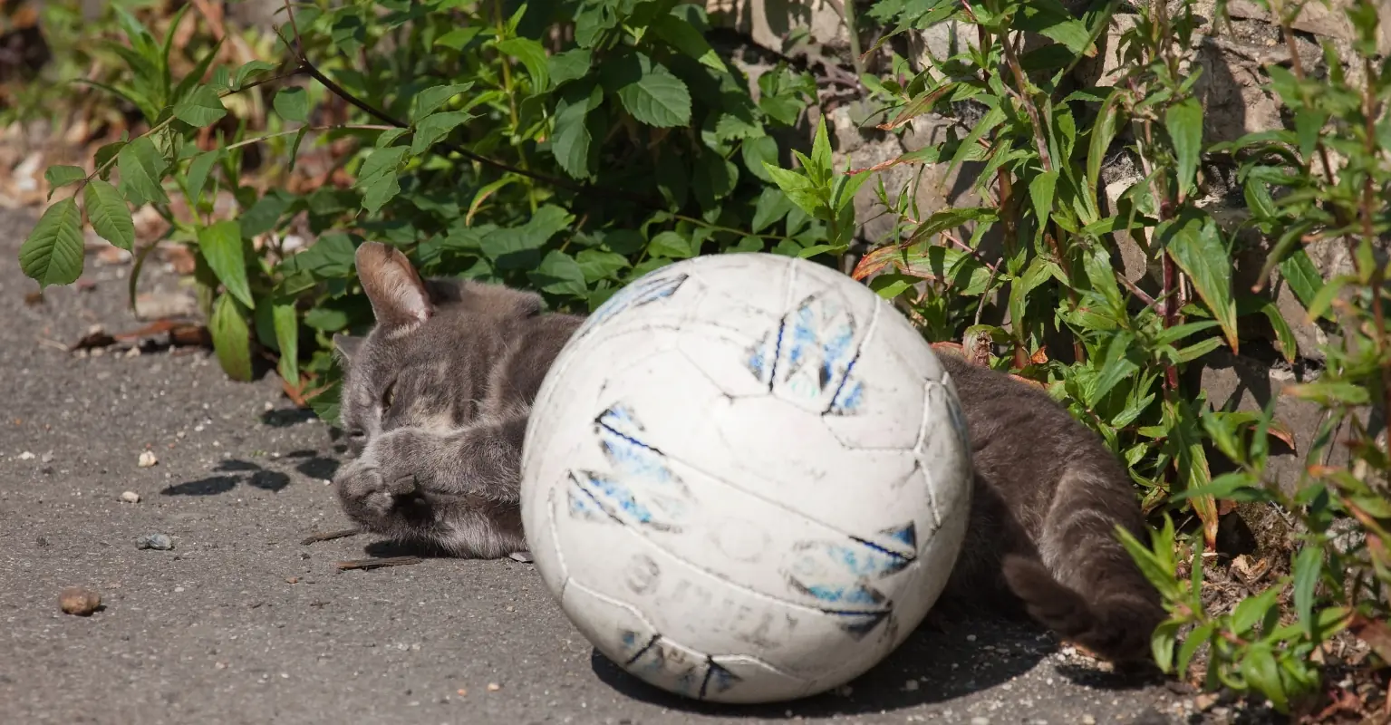 World Cup journalists gasp as Brazil press officer throws cat off table