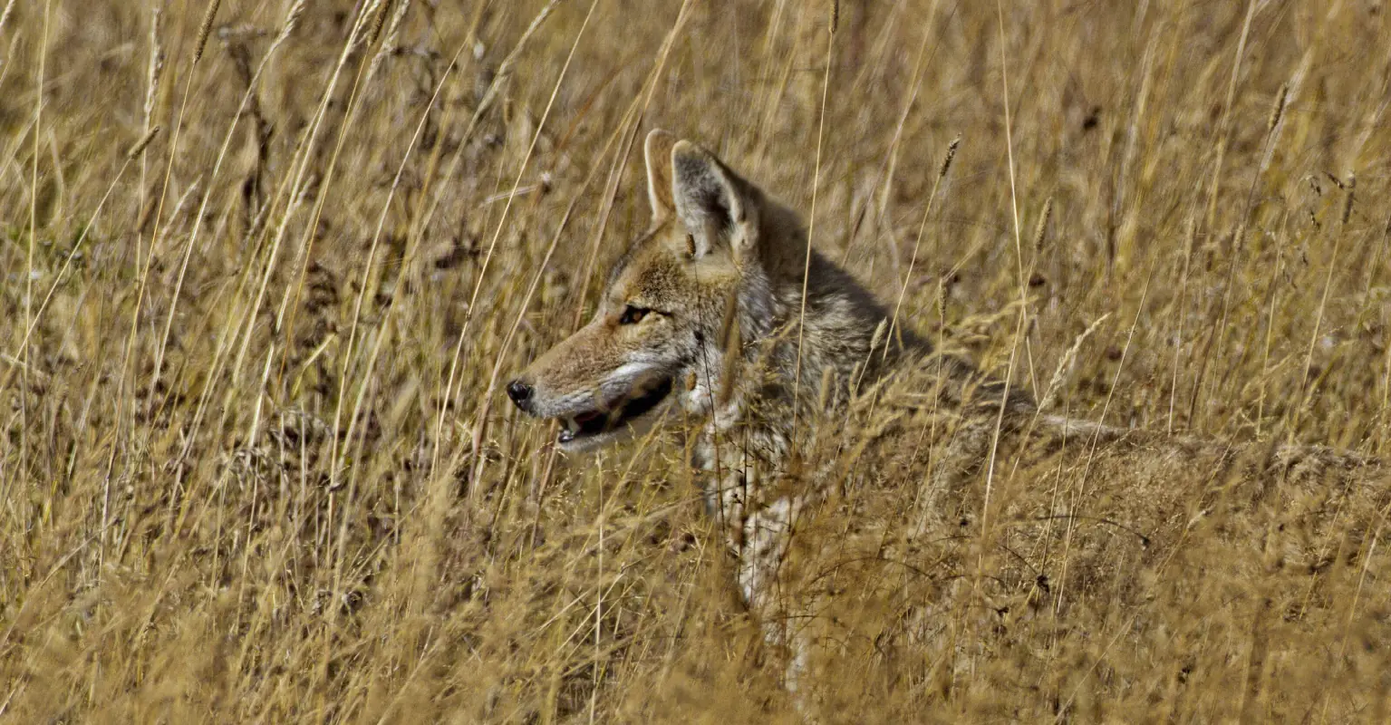 Georgia sheepdog fights off and kills 8 coyotes in order to protect his flock