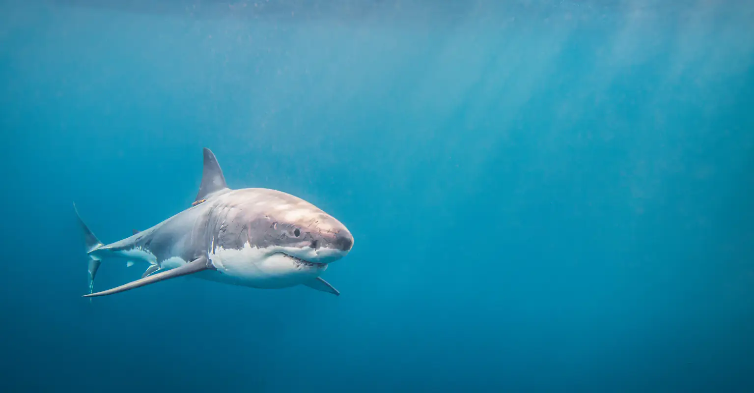 Woman, 60, likely 'eaten by aggressive shark' while learning how to surf