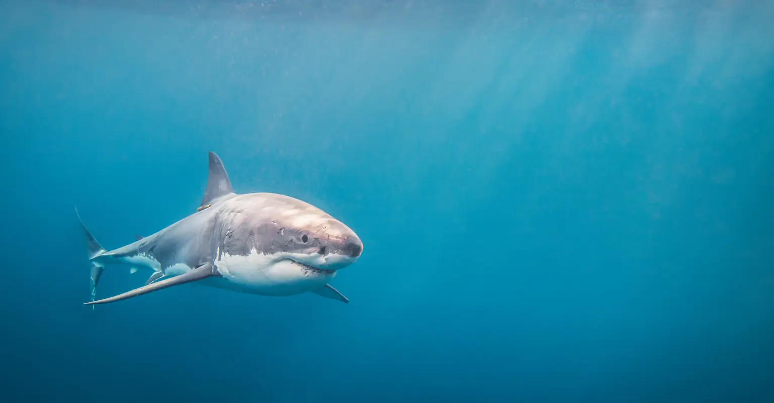 Woman, 60, likely 'eaten by aggressive shark' while learning how to surf