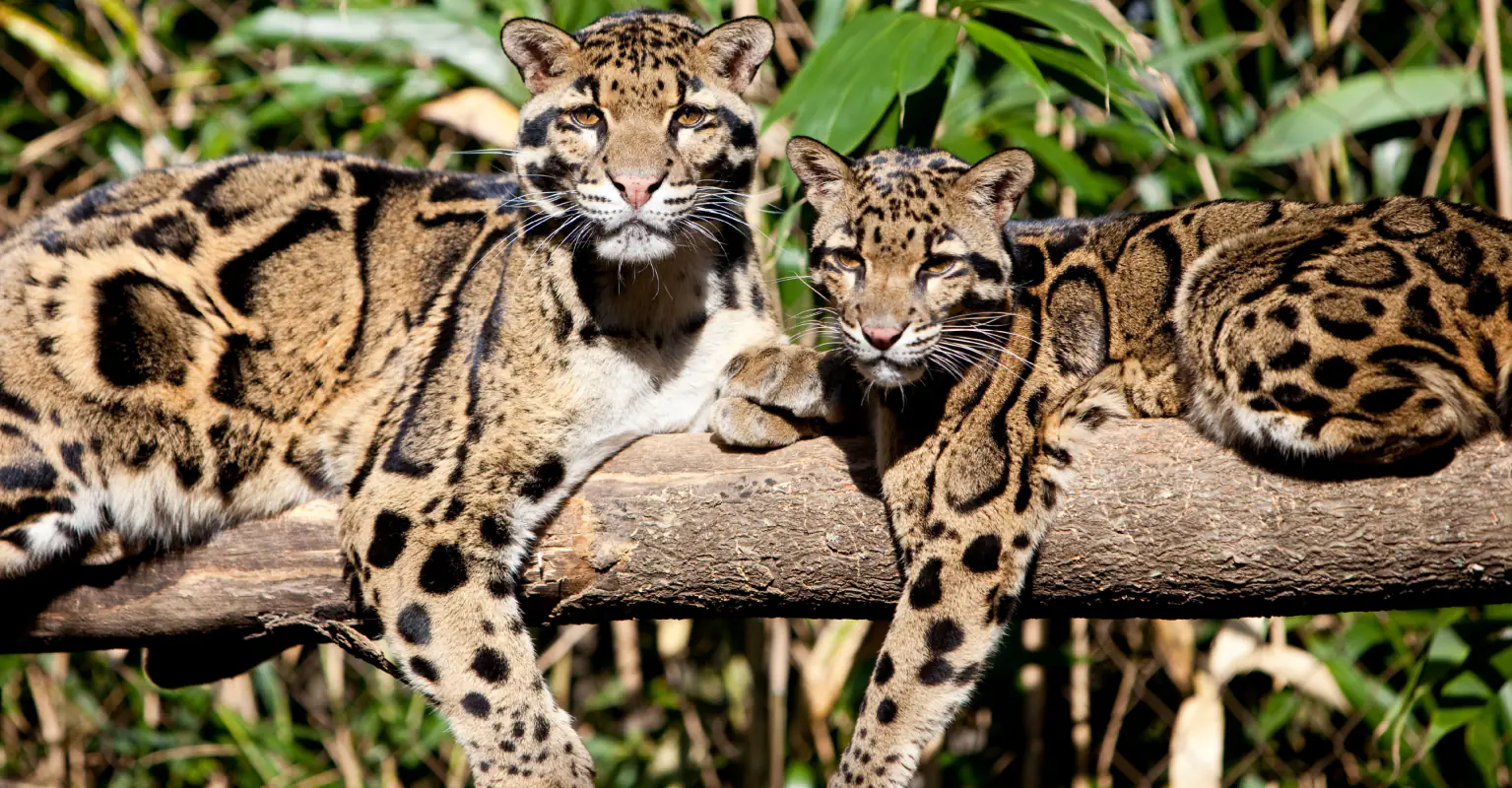 People are really struggling to spot the leopard in this photo