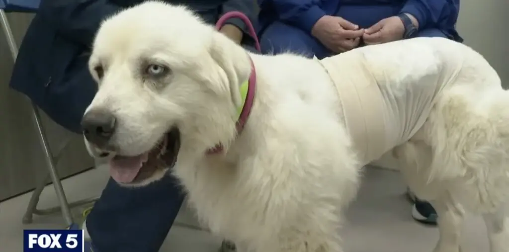 size-large wp-image-1263181698