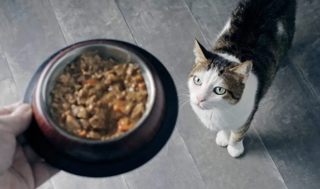 wp-image-1263186154 size-large