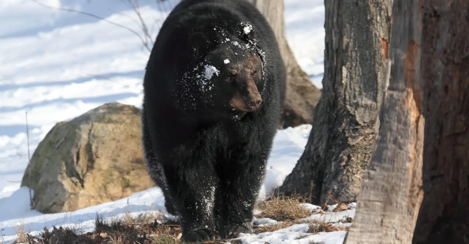 'Horrifying' trailer drops for new thriller movie about a bear on cocaine