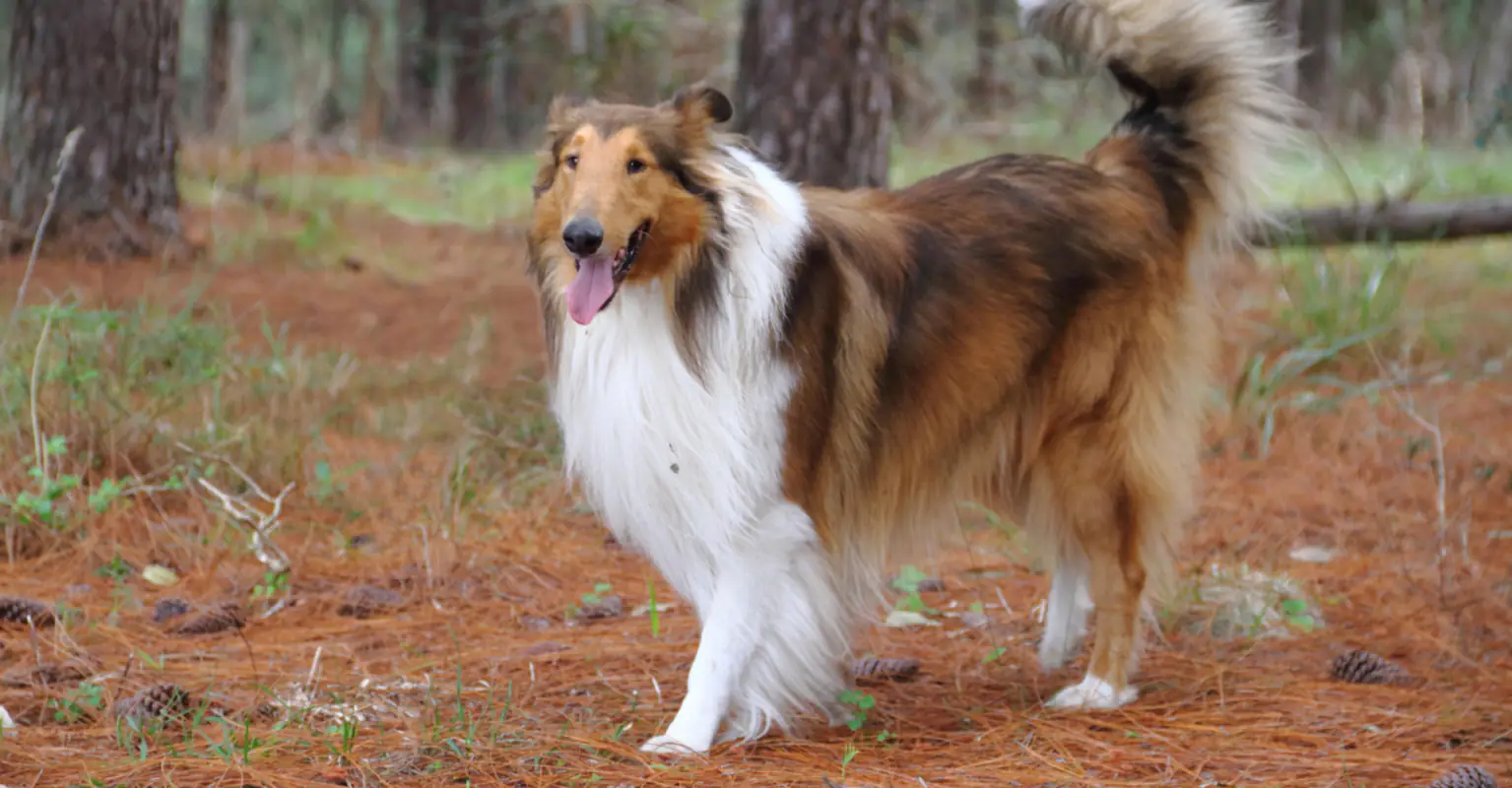 Man who spent $15k to 'become a dog' is worried his friends will think he's weird