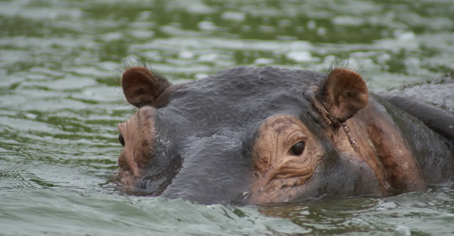 Hippo swallows 2-year-old boy and then spits him back out alive