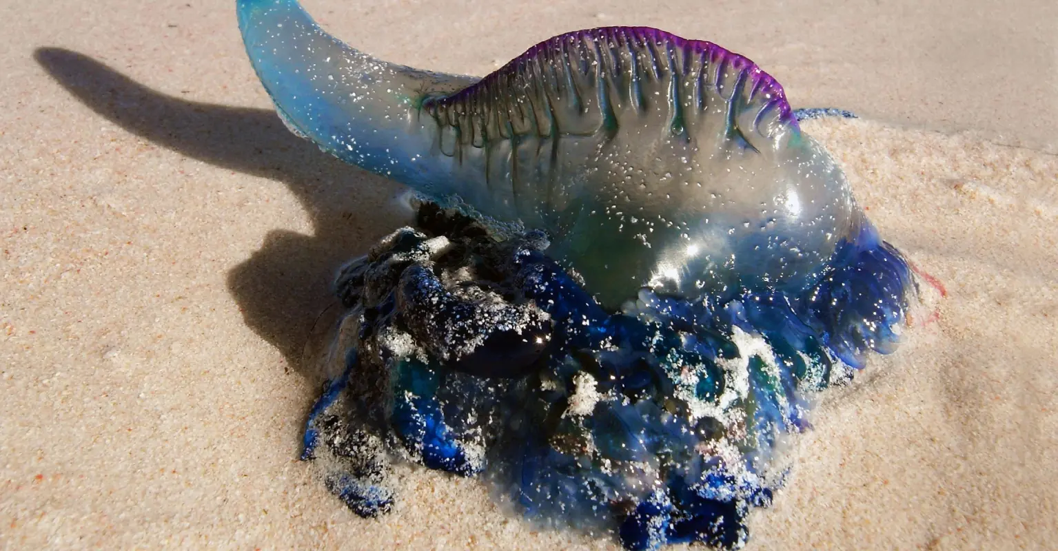 Teen spends Christmas in the hospital after swallowing a bluebottle