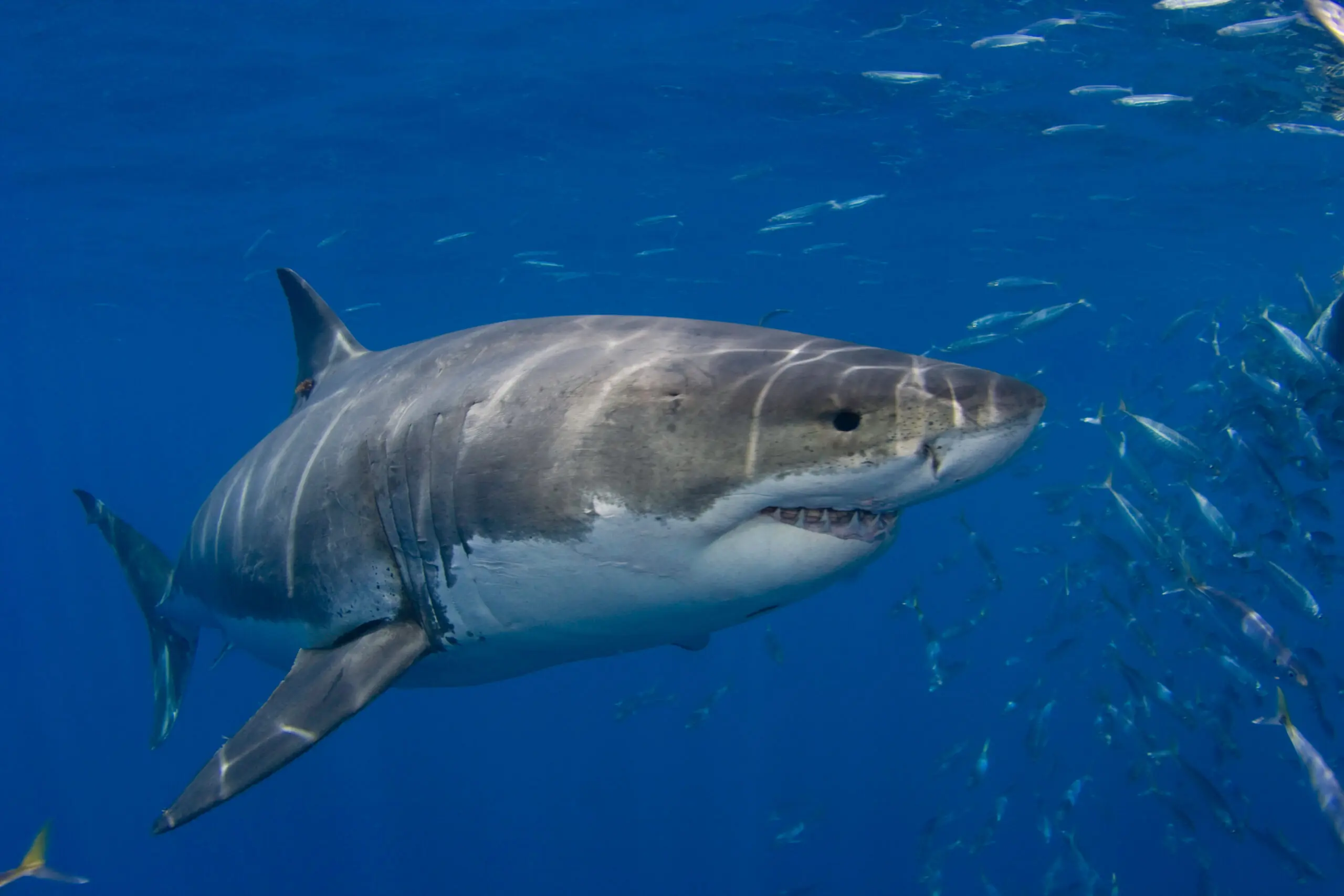 wp-image-1263191935 size-full